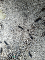 Agelastica alni