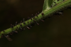 Uroleucon jaceae