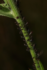 Uroleucon jaceae