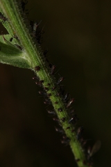 Uroleucon jaceae