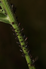 Uroleucon jaceae