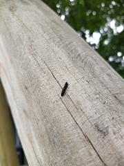 Agelastica alni