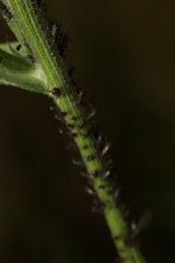 Uroleucon jaceae