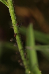 Uroleucon jaceae