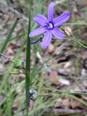 Agrostocrinum hirsutum