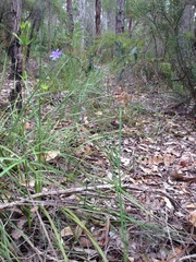 Agrostocrinum hirsutum