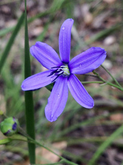 Agrostocrinum hirsutum