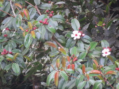 Blakea quadrangularis