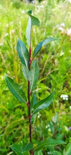 Tea-leaved Willow