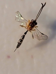 Brachycyrtinae