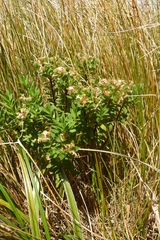 Pimelea gnidia