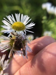 Entomophaga grylli