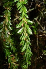 Tmesipteris tannensis