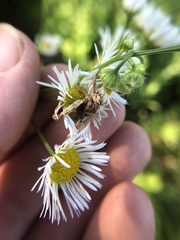 Entomophaga grylli