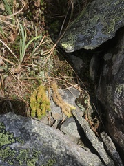 Huperzia appressa