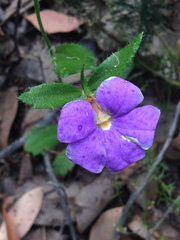 Scaevola calliptera