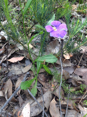 Scaevola calliptera