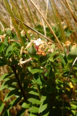 Pimelea gnidia