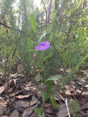 Scaevola calliptera