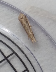 Blastobasis adustella