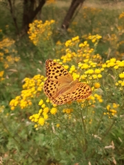 Argynnis paphia