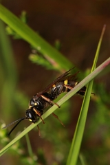 Argogorytes mystaceus