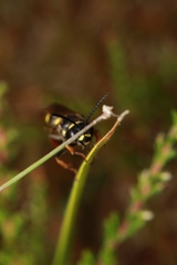 Argogorytes mystaceus