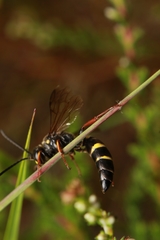 Argogorytes mystaceus