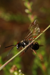 Argogorytes mystaceus