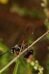 Argogorytes mystaceus