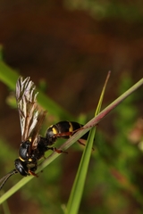 Argogorytes mystaceus