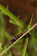 Argogorytes mystaceus