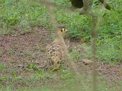 Pterocles quadricinctus