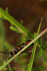 Argogorytes mystaceus