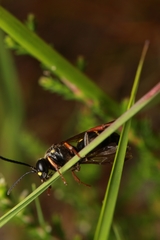 Argogorytes mystaceus