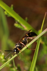 Argogorytes mystaceus