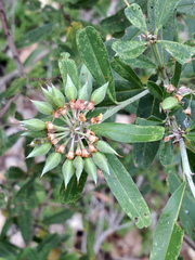 Gastrolobium bilobum