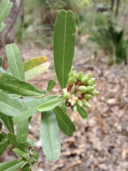 Gastrolobium bilobum