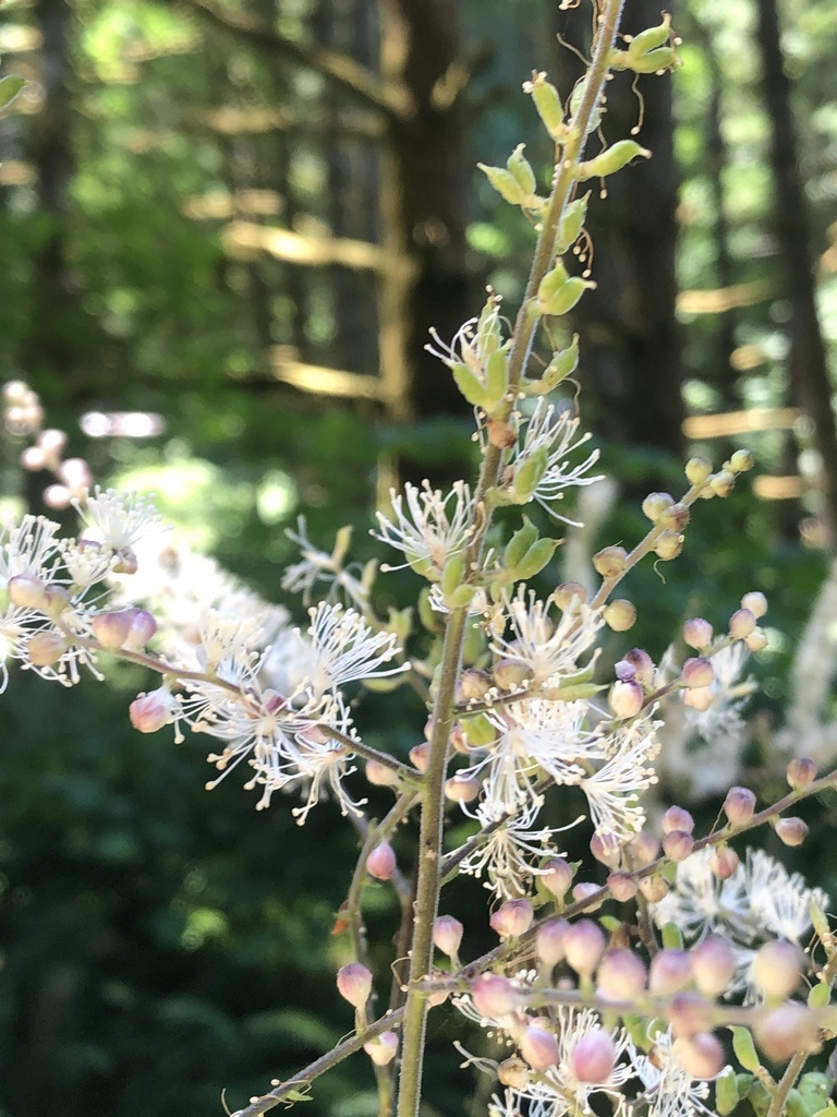 Actaea elata elata in June 2021 by Jared Shorma · iNaturalist