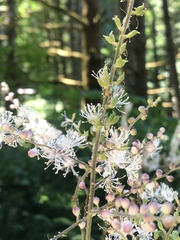 Actaea elata elata