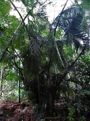 Dypsis lutescens