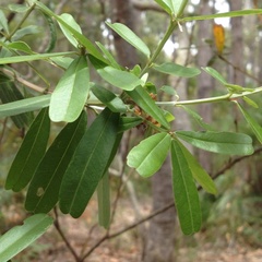 Gastrolobium bilobum