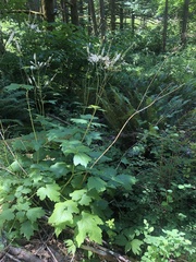 Actaea elata elata