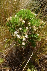 Pimelea gnidia