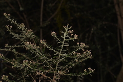 Ozothamnus rufescens