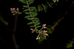 Ozothamnus rufescens