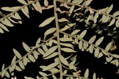 Ozothamnus rufescens
