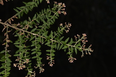 Ozothamnus rufescens