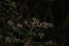Ozothamnus rufescens