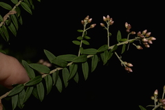 Ozothamnus rufescens